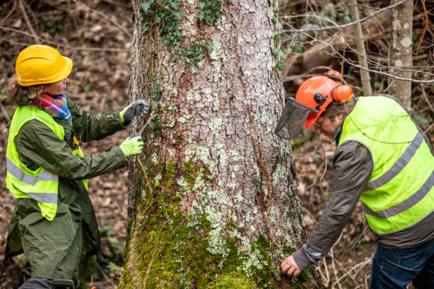 Best Arborist Consultation Services  in Ashland, MO