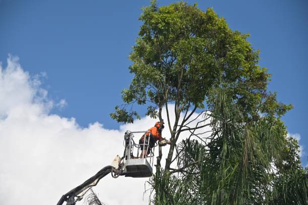 Best Root Management and Removal  in Ashland, MO