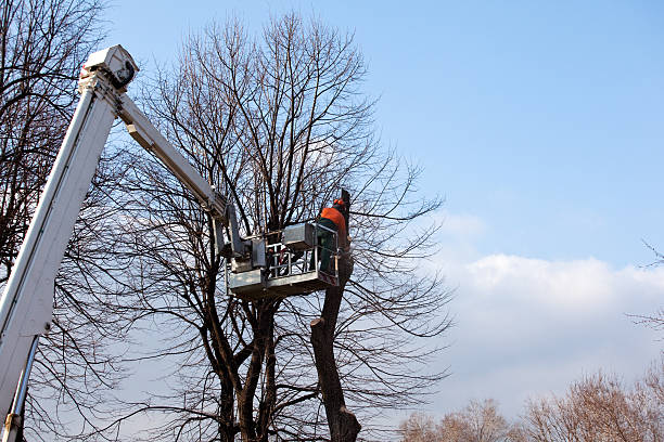 Best Firewood Processing and Delivery  in Ashland, MO