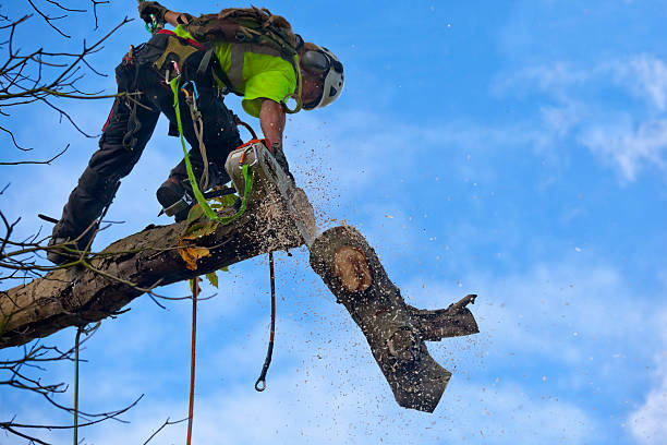 Professional Tree Removal Services in Ashland, MO